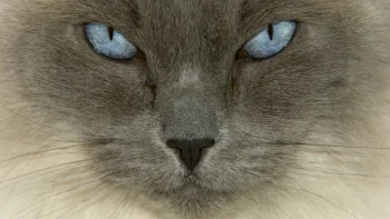 The Ragdoll's Gaze