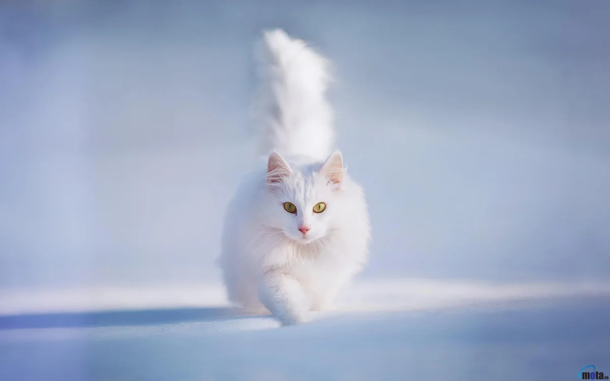 a turkish angora walks through the snow, cats, cute, look, views, glance, snow, winter, winters, animals, fauna