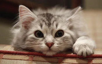 siberian kitten, cats, cute, kittens, look, views, glance, macro photography, macro, animals, fauna