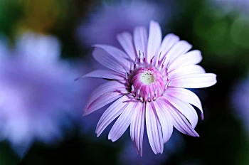 A delicate lilac-colored osteospermum flower