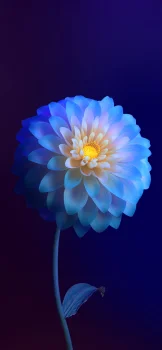 a radiant blue dahlia in the deep twilight, buds, dahlias, flowers, macro photography, macro, petals, nature