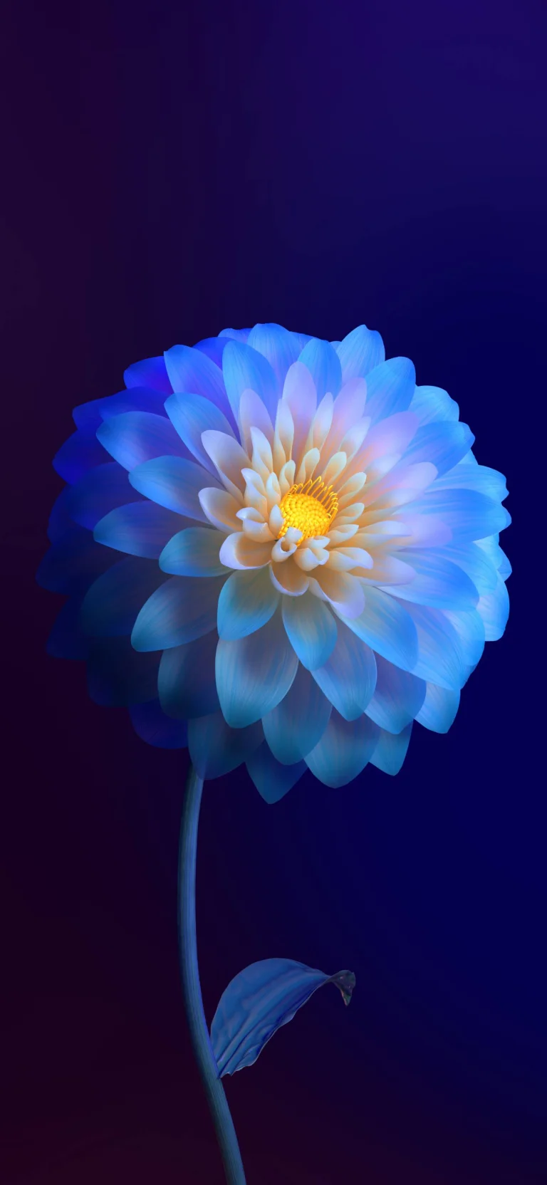 a radiant blue dahlia in the deep twilight, buds, dahlias, flowers, macro photography, macro, petals, nature