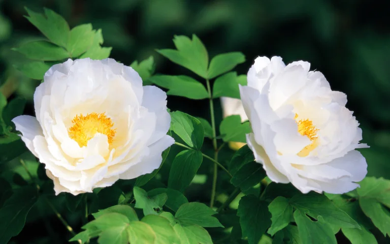 snow-white peonies, buds, flowers, peonies, petals, nature