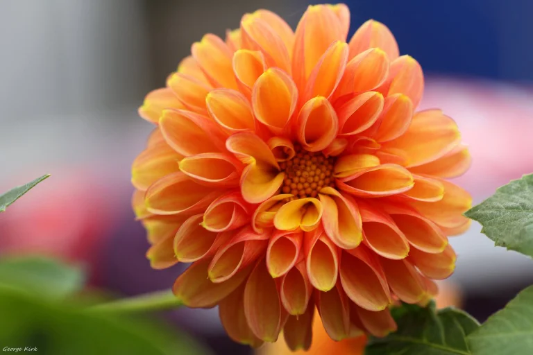 an orange dahlia in soft daylight, buds, dahlias, flowers, macro photography, macro, petals, nature