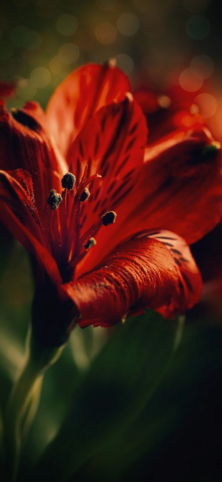close-up of a red alstroemeria, alstroemerias, buds, flowers, macro photography, macro, petals, nature