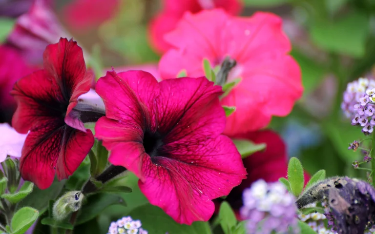 bright petunia blooms, buds, flowers, macro photography, macro, petals, petunias, nature