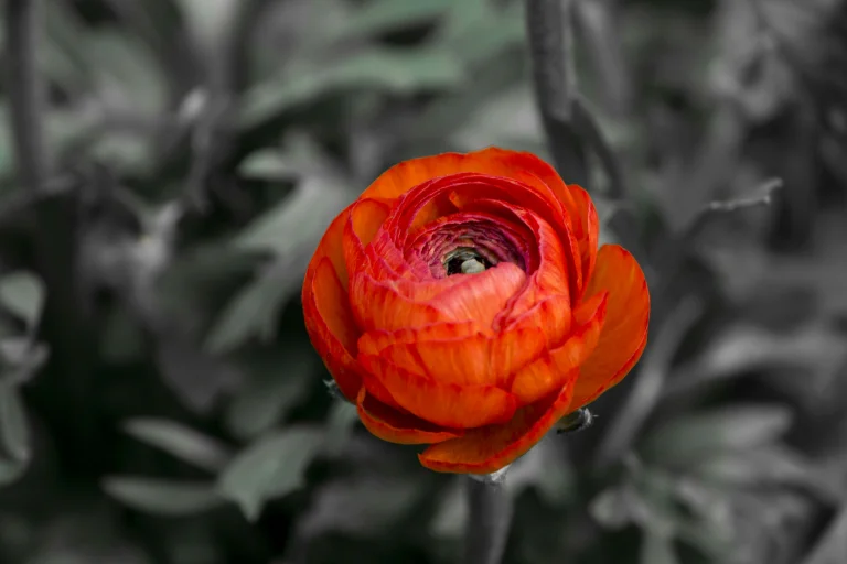 a bright ranunculus bud, buds, flowers, macro photography, macro, petals, ranunculus, nature