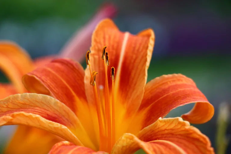 orange lily, buds, flowers, lilies, macro photography, macro, petals, nature