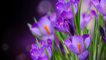 purple crocuses in soft light, buds, crocuses, flowers, macro photography, macro, petals, nature