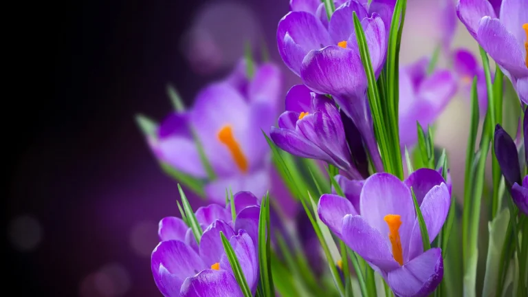 purple crocuses in soft light, buds, crocuses, flowers, macro photography, macro, petals, nature