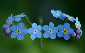 Нежные незабудки на размытом зеленом фоне