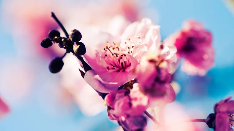 the delicate petals of a blooming cherry blossom, buds, cherry blossoms, cherry blossom, flowers, macro photography, macro, petals, spring, nature