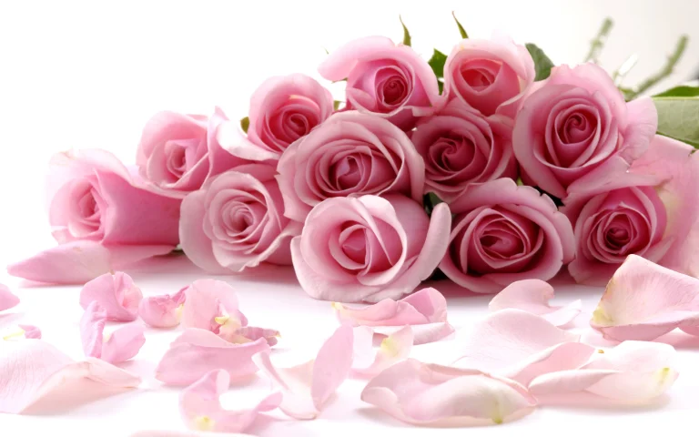delicate pink rosebuds, bouquets, buds, flowers, petals, roses, nature