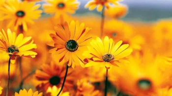 bright yellow osteospermums, flowers, macro photography, macro, osteospermums, nature