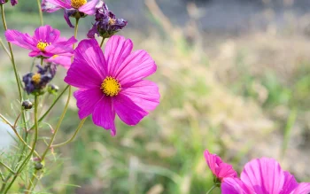the vibrant blooms of cosmea, cosmeas, flowers, nature