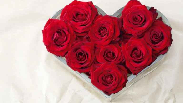 heart-shaped red roses against a light background, bouquets, floristry, flowers, roses, nature