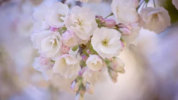 the delicate petals of a blooming cherry blossom, buds, cherry blossoms, cherry blossom, flowers, gardens, macro photography, macro, petals, spring, nature