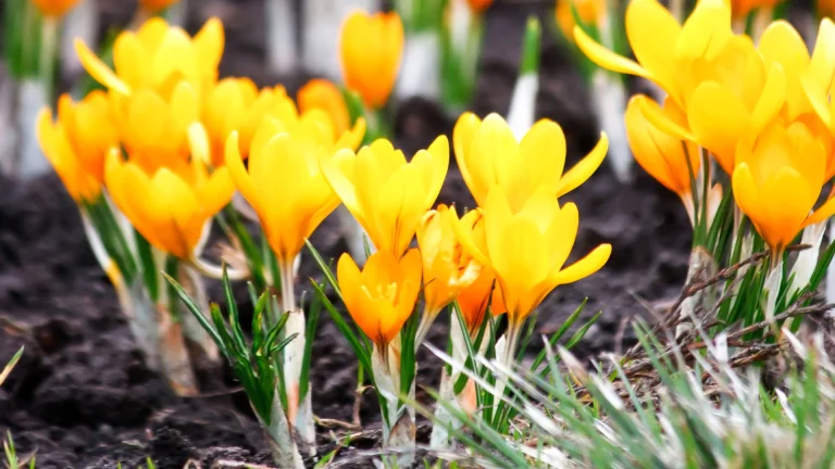 bright yellow crocuses, buds, crocuses, flowers, petals, spring, nature