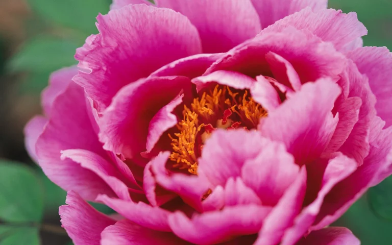 a delicate pink peony bud in the garden, buds, flowers, peonies, petals, nature