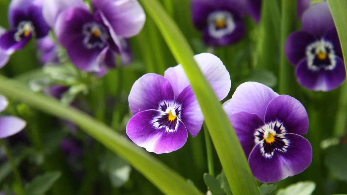 purple pansies among the garden greenery, flowers, pansies, petals, nature