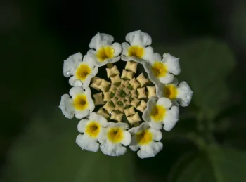 Бело-желтые соцветия лантаны