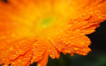 an orange gerbera with dewdrops, dew, drops, flowers, gerberas, macro photography, macro, petals, nature