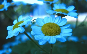 delicate blue daisies, daisies, flowers, macro photography, macro, nature