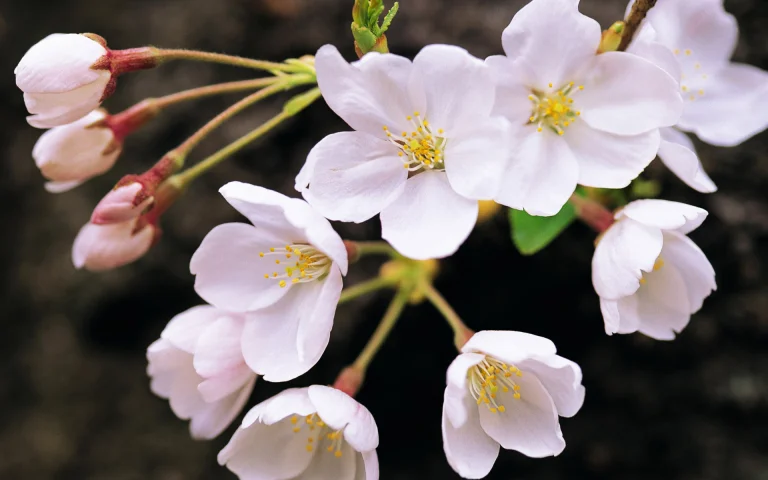 delicate cherry blossom petals, buds, cherries, flowers, macro photography, macro, petals, spring, nature