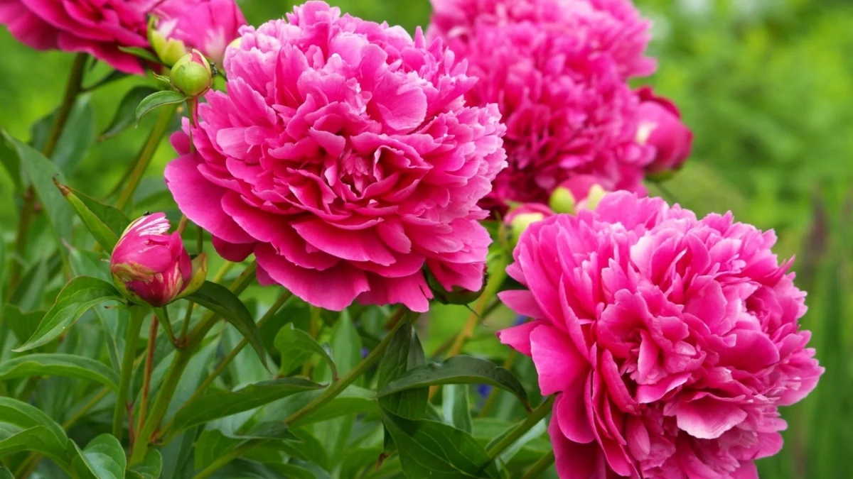 vibrant peony blooms in the summer garden, buds, flowers, peonies, petals, nature