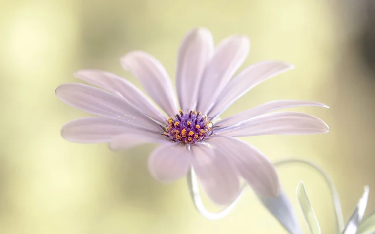 delicate osteospermum, buds, flowers, macro photography, macro, osteospermums, petals, nature