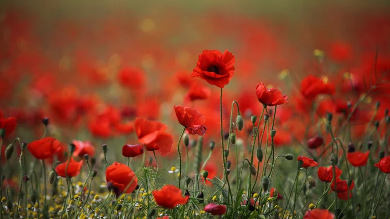 red poppies, flowers, poppies, nature