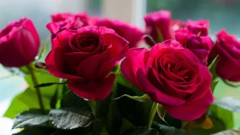 A bouquet of bright pink roses