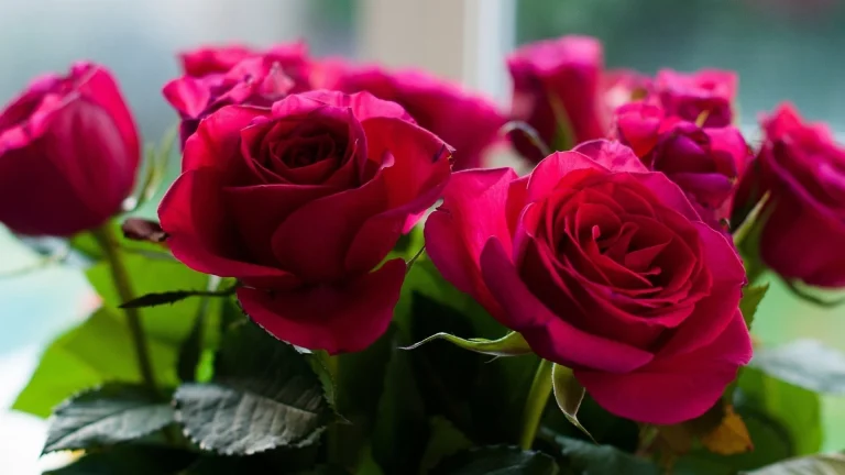 a bouquet of bright pink roses, bouquets, buds, flowers, petals, roses, nature