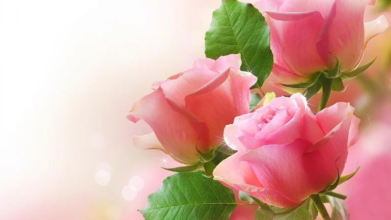 delicate pink buds in the soft morning light, buds, flowers, petals, roses, nature