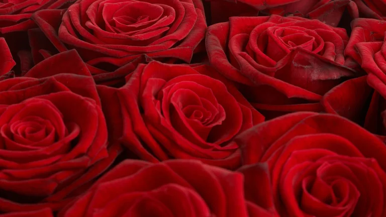 velvety scarlet rosebuds, bouquets, buds, flowers, petals, roses, nature
