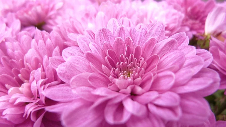 delicate petals of pink chrysanthemums, buds, chrysanthemums, flowers, macro photography, macro, petals, nature