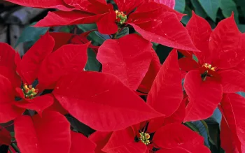 the poinsettia's vibrant blooms, flowers, poinsettias, nature