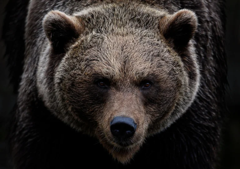 Wildlife