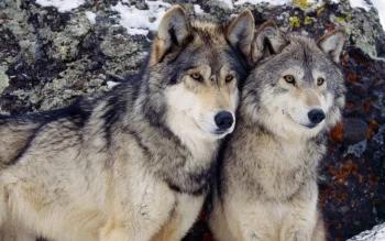 A pair of gray wolves on a rocky slope