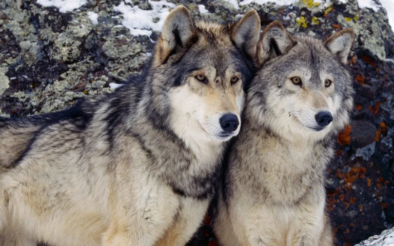 a pair of gray wolves on a rocky slope, gray wolves, predators, wild animals, fauna, wolves, animals