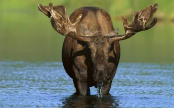 A moose with massive antlers in the cool waters of a forest lake