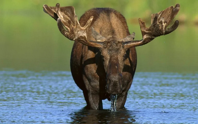 A moose with massive antlers in the cool waters of a forest lake