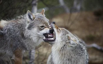 gray wolves in the forest thicket, gray wolves, forest, forests, predators, wild animals, fauna, wolves, animals
