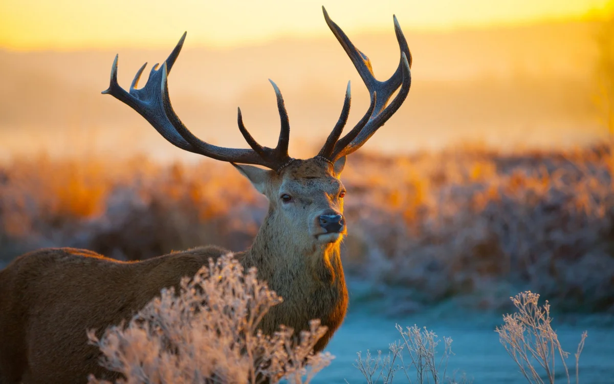 A red deer in the rays of the morning sun