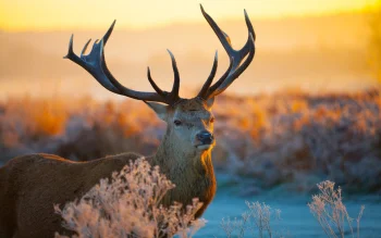 a red deer in the rays of the morning sun, deer, herb, herbs, lawns, horns, sunrises, dawn, wild animals, fauna, animals
