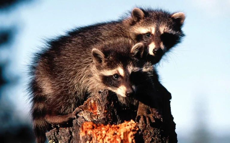 two raccoons on an old stump in the sunlight, raccoons, forest, forests, wild animals, fauna, animals