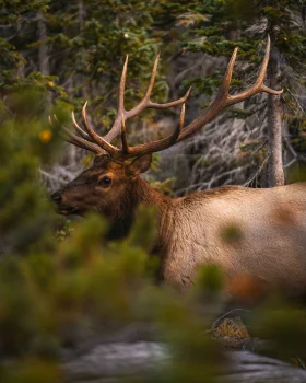 a majestic spruce in the heart of a coniferous forest, vapiti, forest, forests, landscapes, wild animals, fauna, animals