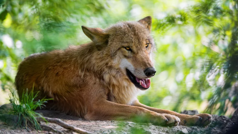 a gray wolf in the dense greenery of the forest, the gray wolf, forest, forests, predators, wild animals, fauna, wolves, animals