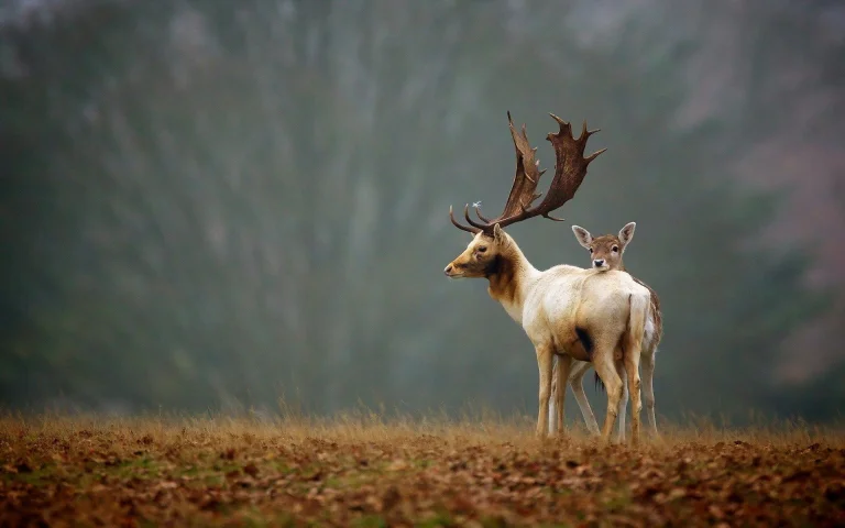 a pair of does in a misty field, a doe and a fawn, deer, fields, field, herb, herbs, lawns, horns, landscapes, wild animals, fauna, animals