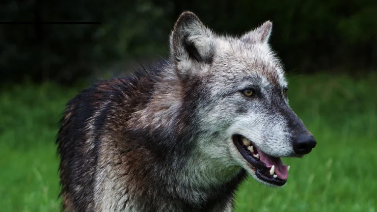 a gray wolf against the backdrop of the forest, the gray wolf, forest, forests, predators, wild animals, fauna, wolves, animals
